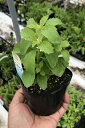 (観葉植物)ハーブ苗 ステビア 3号(3ポット) 家庭菜園
