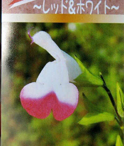 \送料無料/ ハーブ 苗 セット 栽培キット 緑のフェルトプランター かわいい 寄せ植え ハーブティ ハーブガーデン 観葉植物 ミント タイム セージ 花苗 苗木 家庭菜園 女子力 ハーブ苗専門店 herb