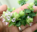 【ハーブ】オレガノ バーバラチンゲイ ハンキングにぴったりな人気種です!!枝垂れ下がるピンクのお花がかわいらしい品種です!オレガノ バーバラチンゲイ 3号ポット 【花ハーブとカラーリーフ】