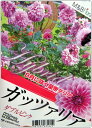 【新品種】皇帝ダリア ハイブリッド ガッツァリア 「ダブルピンク(八重ピンク花)」4号ポット苗