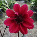 ダリア苗 ハミングブロンズ(黒葉系 赤花)5号苗