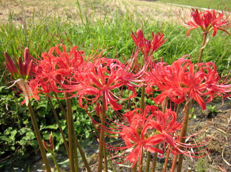 リコリス　ラジアータ(ヒガンバナ「彼岸花」) 50球赤い彼岸花(リコリス) 球根