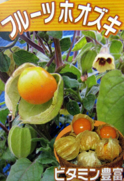 食べるホオズキ。別名：ケープグーズベリー食用ほおずき(フルーツホオズキ)