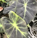 パセリ 苗 3.5号ポット ハーブ 野菜苗 耐寒性強