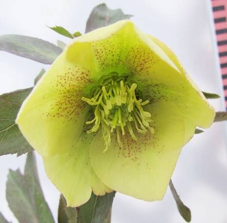 yizNX}X[Y JԊ@p[vn@d炫 5@B08