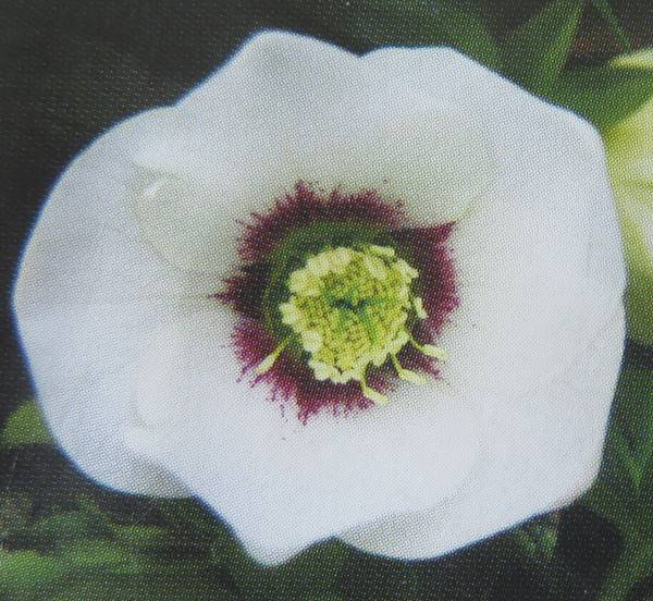 ハーブの苗/猫が喜ぶハーブとマタタビのセット