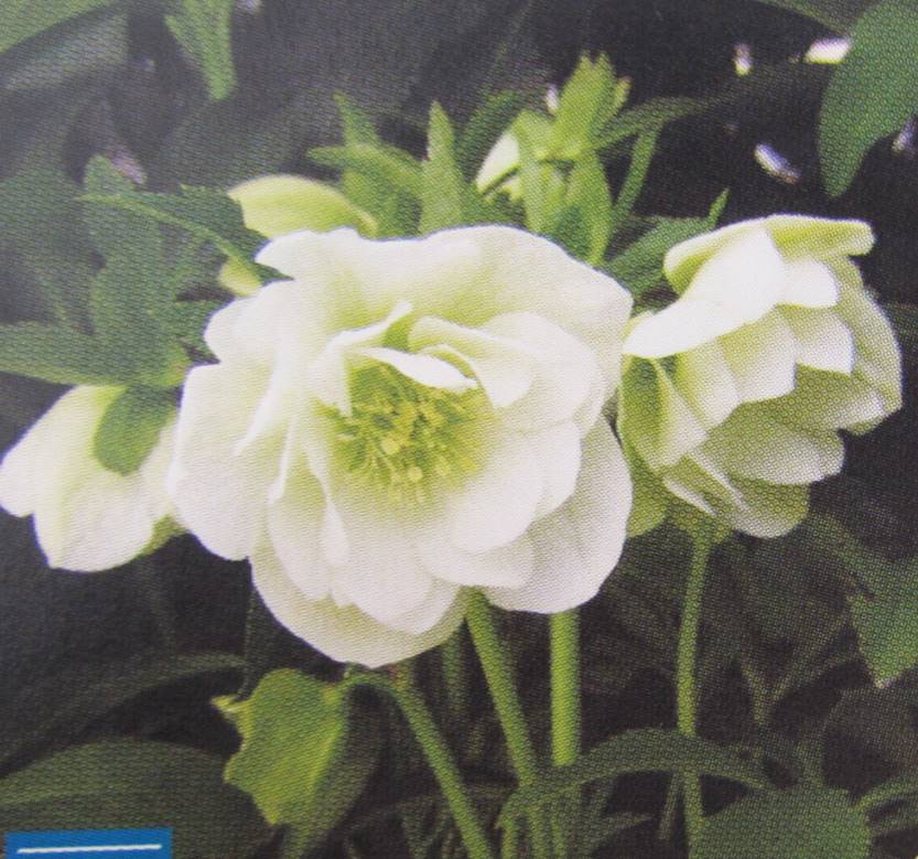 クリスマスローズ ‘アイスブレーカー マキシー’大苗