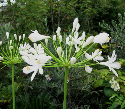 アガパンサス 白花