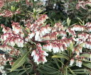 琉球リュウキュウアセビ 7号 植木 庭木(J1)...