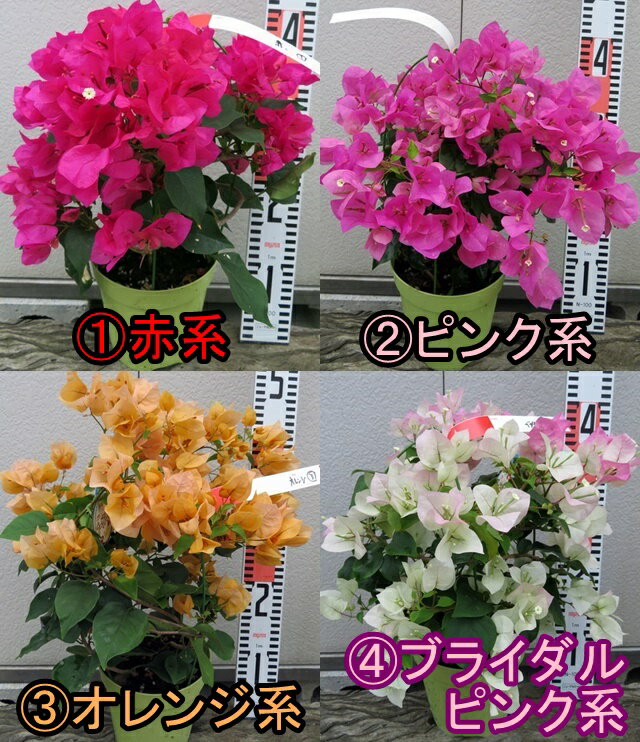 ブーゲンビリア② 710Cn8yRAUL._UF894,1000_QL80_.jpg