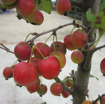 姫リンゴ　(ヒメリンゴ)　4号鉢植え実のよく成るヒメリンゴ