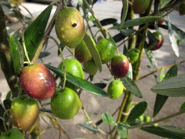 【現品】 オリーブの木 シプレシーノ　10号鉢植え
