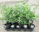 選べるオリーブの木 3.5号苗 《シンボルツリーに最適なオリーブの苗木、庭木や鉢植えとして人気》 r