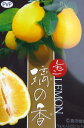 レモンの木　璃の香（りのか）　苗木　5号ロングポット(h17)