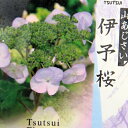 ヤマアジサイ苗 伊予桜(イヨザクラ)...