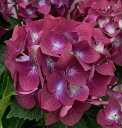 アジサイ(紫陽花・あじさい) ミュージックシリーズ レッドレ...