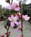 庭桜【庭梅(ニワウメ)】1.1〜1.2m