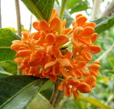 【現品】紅花キンモクセイ「フレグランスレッド」1.5m 11...