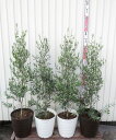 【選べる現品発送】オリーブの木　シプレシーノ　苗木　10号フレグラー鉢植え