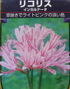 リコリス　インカルナータ(淡いピンク)　1球淡いピンクの彼岸花