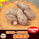 赤芽里芋 2kg 化学肥料・農薬不使用 鹿児島県産 土付き ...
