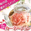 ★母の日 ギフト 優雅セット カーネーションのお花も咲く工芸茶10種類とティーポットセット！★12時迄のご注文は当日最速で出荷！TBSテレビはなまるマーケットで紹介されたカーネーションのお茶サプライズギフト。