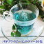 バタフライピー・ミントティー30包 ティーバッグ ペパーミントブレンド 青いお茶