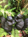 りすの置物 ガーデニング ガーデンオーナメント 置物 オブジェ インテリア バード かわいい 雑貨 樹脂 リス 動物 アニマル【 リスの王様 】