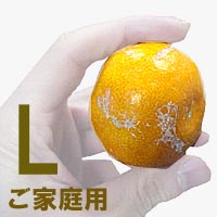 ★高知名産「山北みかん」ご家庭用Lサイズ5kg★(やまきたみかん)※代金引換は手数料+210円必要です