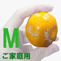 ★送料無料!高知名産「山北みかん」ご家庭用Mサイズ5kg★(やまきたみかん)※代金引換は手数料+210円必要です