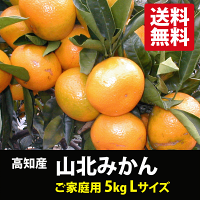 ★高知名産「山北みかん」ご家庭用Lサイズ5kg★(やまきたみかん)※代金引換は手数料+210円必要です
