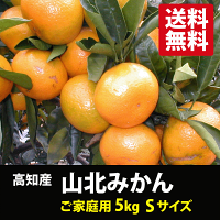 ★送料無料!高知名産「山北みかん」ご家庭用Sサイズ5kg★(やまきたみかん)※代金引換は手数料+210円必要です