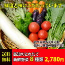 ★送料無料 「とれたて野菜」 8種類セット詰め合わせ 高知産...