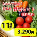 ★送料無料 「とれたて野菜」 11種類セット詰め合わせ 高知...