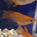楊貴妃半ダルマメダカ 2匹+補償分1匹/楊貴妃半だるまめだか 3匹 淡水魚