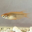 琥珀めだか 4匹+補償分1匹/メダカ5匹 埼玉産 淡水魚...