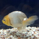 白らんちゅう 当歳 約6cm前後 1匹/志村養魚場産 埼玉産 ミルクランチュウ、ホワイトランチュウ 淡水 金魚 生体