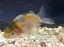 江戸錦(小) 5から6cm前後 1匹/金魚 生体 埼玉産