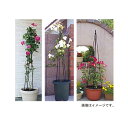 DAIM(第一ビニール)トピアリースティック 180cm 15972