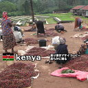 【ケニア マサイAA】コーヒー豆 自家焙煎 珈琲豆 レギュラーコーヒー 豆 焙煎豆 焙煎珈琲豆 自家焙煎コーヒー お試し おためし ケニア 深煎り フレンチロースト 中挽き 細挽き 粗挽き 煎りたて 新鮮 コク 香り アイスコーヒー アイス