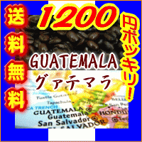 グアテマラ/ガテマラ 送料無料 柑橘系のシトラスフルーツの香りに豊かなコクとキレ グァテマラSHB ...:coffeebaka:10000164