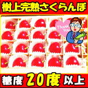 糖度20度以上!直近出荷OK!&遅れてごめんね父の日セール対応 高級スーパーが惚れ込む味と品質!山形産 樹上完熟さくらんぼ 佐藤錦 化粧箱入 24粒【さくらんぼ 佐藤錦 父の日】【さくらんぼ 佐藤錦】【さくらんぼ 父の日】【さくらんぼ ギフト】