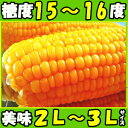 生食OK! 香川産スィートコーン優作 2L〜3L8