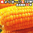 とうもろこし 甘い 朝採 昨年45,000本完売 県外不出 ...
