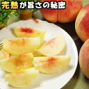 Åí »³Íü ¤ªÃ渵 ¥®¥Õ¥È ¸æºä¤ÎÅí ´°½Ï¤ÎÅí 5kg 13-15¶ÌÆþ¤ê ¤ªËß ¤ª¶¡¤¨ ÇòÅí Çò˱ Á÷ÎÁ̵ÎÁ