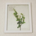 Herb Frame Sweet marjoramXB[g}W