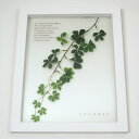 Herb Frame Sugervine