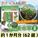 【 6周年記念イベント開催中 】長命草 サプリメント 錠剤 ...