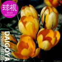クロッカス 花壇植え マンモスイエロー(黄)【球根】9球入り袋詰め_クロッカス_花壇植え_秋植え_球根_販売_通販_