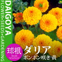 ガーデンダリア ポンポン咲き 黄【球根】1球袋詰め
